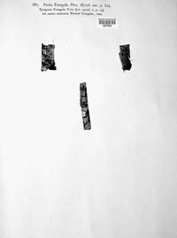 Peziza frangulae image